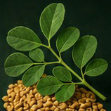 Fenugreek, Hormones and Fertility: Evidence and Safety