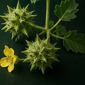 Tribulus and Fertility: Testosterone Claims vs Evidence