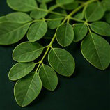 Moringa and Fertility: Nutrition, Evidence and Safe Use