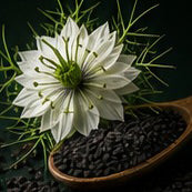Black seed botanical ingredient